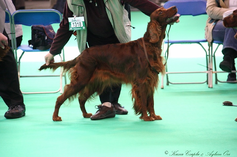 Crufts2011 629.jpg